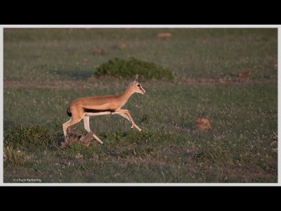 Kenya slide show-jpeg-035.jpg