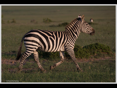 Kenya slide show-jpeg-036.jpg