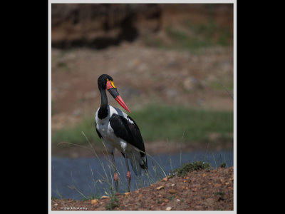 Kenya slide show-jpeg-038.jpg