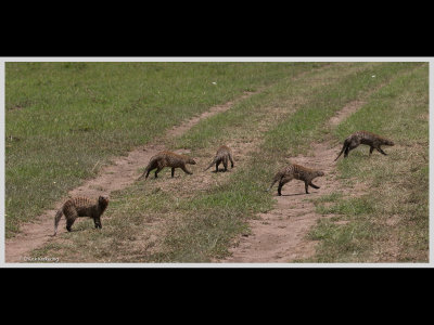 Kenya slide show-jpeg-039.jpg
