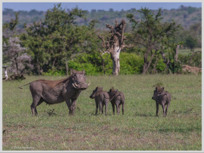 Kenya slide show-jpeg-040.jpg