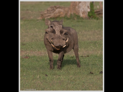 Kenya slide show-jpeg-041.jpg