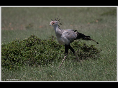 Kenya slide show-jpeg-046.jpg