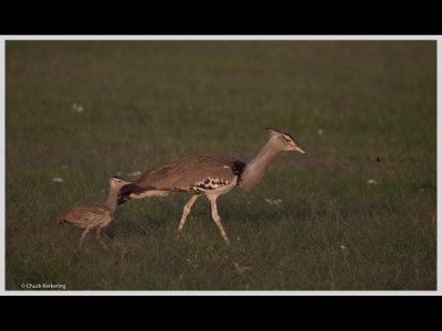 Kenya slide show-jpeg-047.jpg