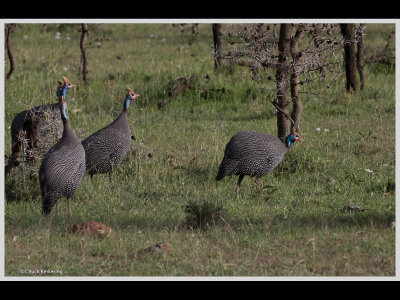 Kenya slide show-jpeg-048.jpg