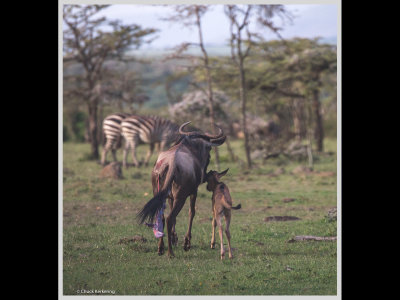 Kenya slide show-jpeg-050.jpg