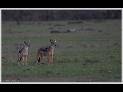 Kenya slide show-jpeg-055.jpg