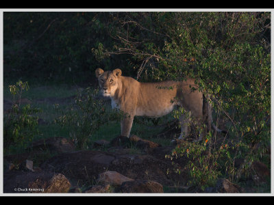 Kenya slide show-jpeg-059.jpg