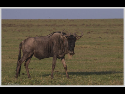Kenya slide show-jpeg-060.jpg