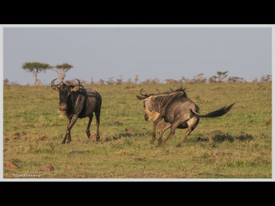 Kenya slide show-jpeg-061.jpg