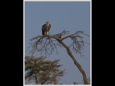 Kenya slide show-jpeg-062.jpg