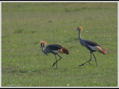 Kenya slide show-jpeg-063.jpg