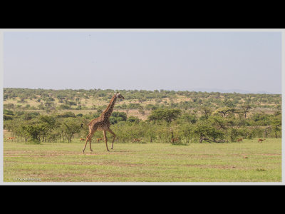 Kenya slide show-jpeg-067.jpg