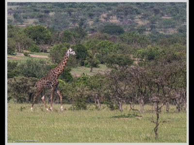 Kenya slide show-jpeg-068.jpg