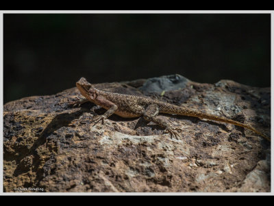 Kenya slide show-jpeg-069.jpg