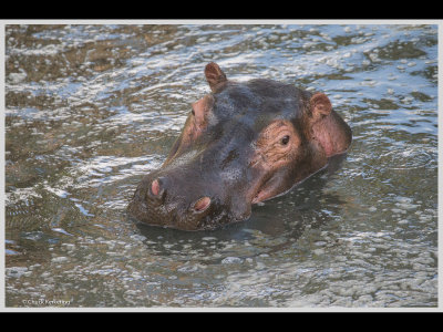 Kenya slide show-jpeg-071.jpg