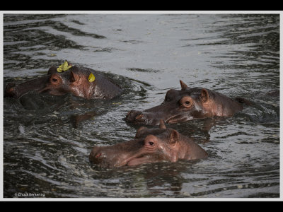 Kenya slide show-jpeg-072.jpg