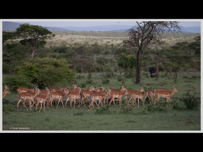 Kenya slide show-jpeg-075.jpg