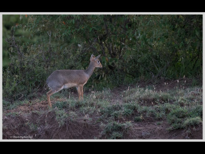 Kenya slide show-jpeg-076.jpg