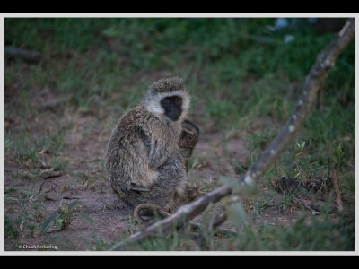 Kenya slide show-jpeg-077.jpg