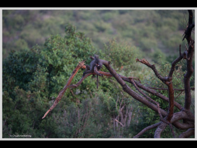 Kenya slide show-jpeg-079.jpg