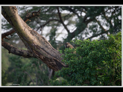 Kenya slide show-jpeg-080.jpg