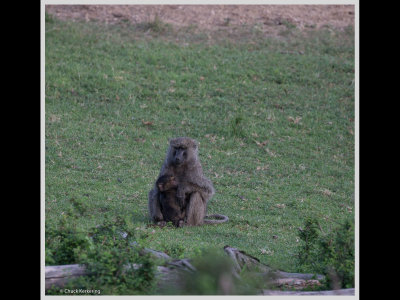 Kenya slide show-jpeg-081.jpg