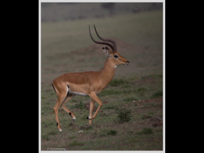 Kenya slide show-jpeg-082.jpg