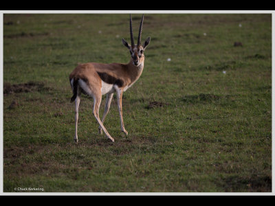 Kenya slide show-jpeg-083.jpg
