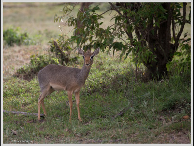 Kenya slide show-jpeg-090.jpg