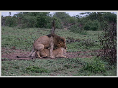 Kenya slide show-jpeg-099.jpg