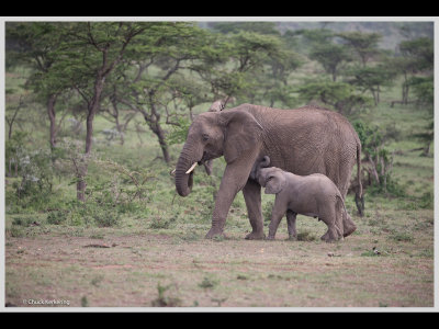 Kenya slide show-jpeg-103.jpg