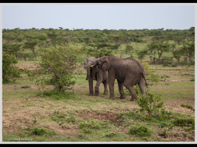 Kenya slide show-jpeg-104.jpg