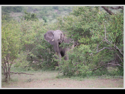Kenya slide show-jpeg-106.jpg