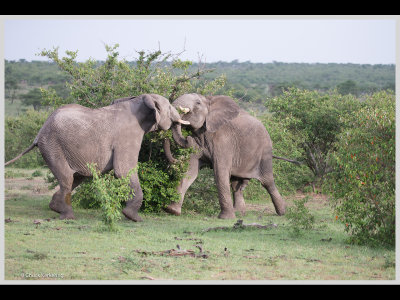 Kenya slide show-jpeg-107.jpg