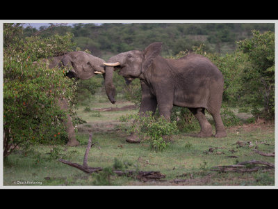 Kenya slide show-jpeg-108.jpg