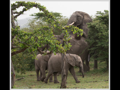 Kenya slide show-jpeg-109.jpg