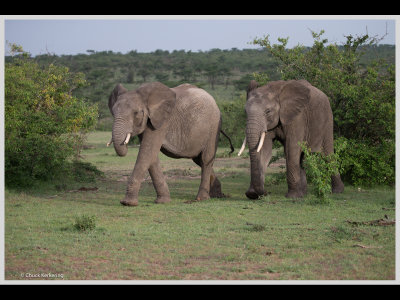 Kenya slide show-jpeg-112.jpg