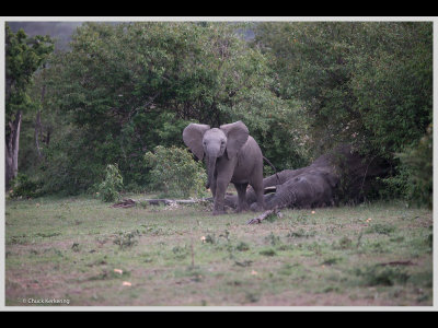 Kenya slide show-jpeg-113.jpg