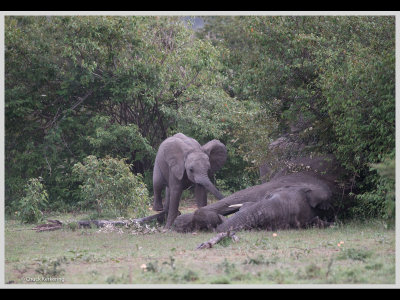 Kenya slide show-jpeg-114.jpg