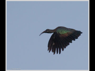 Kenya slide show-jpeg-140.jpg