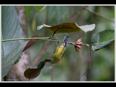Kenya slide show-jpeg-142.jpg