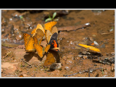 Kenya slide show-jpeg-144.jpg