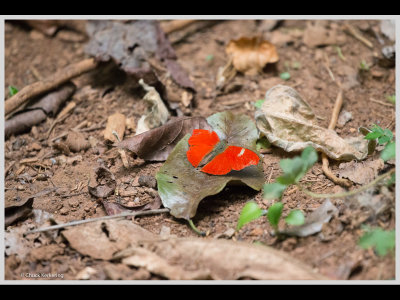 Kenya slide show-jpeg-146.jpg