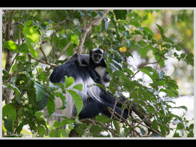 Kenya slide show-jpeg-150.jpg