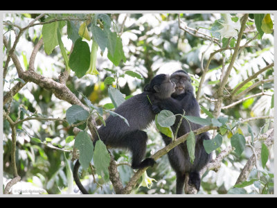 Kenya slide show-jpeg-152.jpg