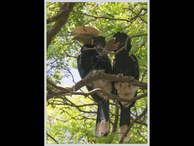 Kenya slide show-jpeg-155.jpg