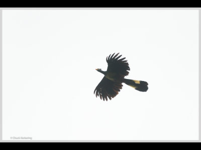 Kenya slide show-jpeg-161.jpg