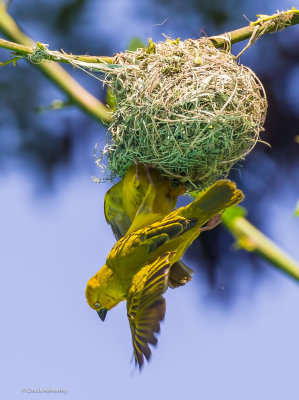 Holub's Golden Weaver