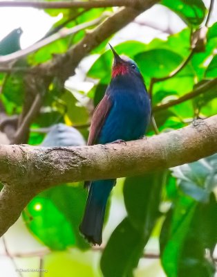 Blue-headed_Bee-Eater,.jpg